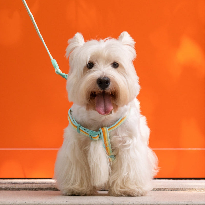 HKM-3487421 Retro Hand-Holding Rope Dog Collar Vest for Small and Medium-Sized Dogs