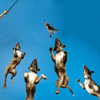 HKM-3514429 Extendable Teaser Wand for Interactive Dog Play - Safe Chew Rope Toy for All Dog Sizes