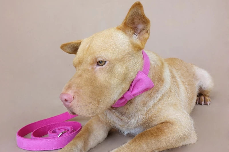 HKM-3528253 Pink Velvet Adjustable Dog Collar - Comfortable Polyester Pet Leash for XS to XL Sizes