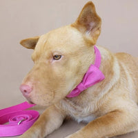 HKM-3528253 Pink Velvet Adjustable Dog Collar - Comfortable Polyester Pet Leash for XS to XL Sizes