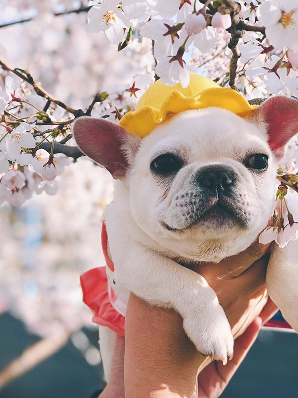 HKM-3698621 Cute Fisherman Hat for Pets - Two Sizes Available, Adjustable Canvas with Elastic Straps