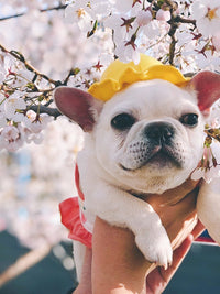 HKM-3698621 Cute Fisherman Hat for Pets - Two Sizes Available, Adjustable Canvas with Elastic Straps