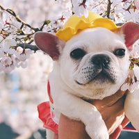 HKM-3698621 Cute Fisherman Hat for Pets - Two Sizes Available, Adjustable Canvas with Elastic Straps