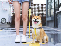 HKM-3740349 Durable Adjustable Dog Chest Strap with Traction Rope for Small to Large Breeds