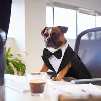 HKM-3777469 Casual Black Bow Tie Dog Suit with Skirt - Available in Multiple Sizes