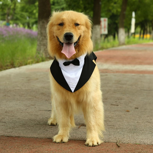 HKM-3777469 Casual Black Bow Tie Dog Suit with Skirt - Available in Multiple Sizes