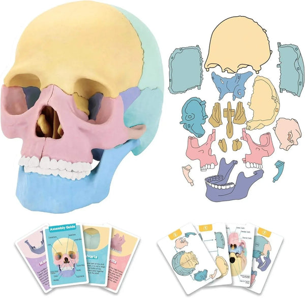 HKM-379027 3D Anatomy Puzzle Toy - Human Skull Model with 10 Educational Cards for Kids
