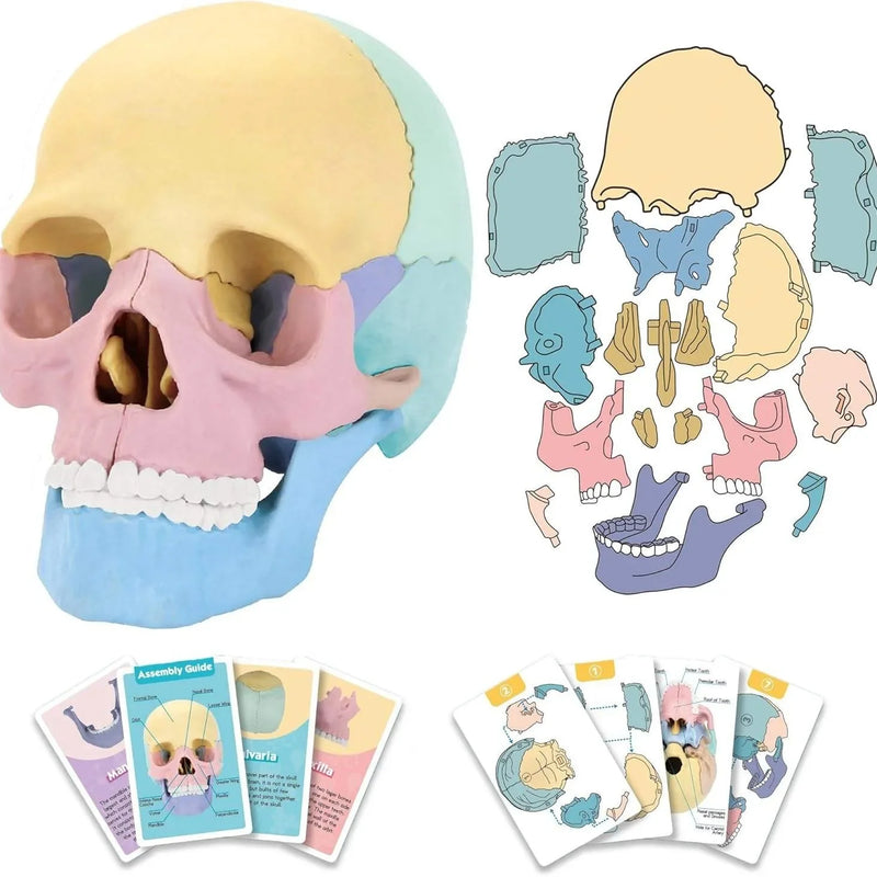 HKM-379027 3D Anatomy Puzzle Toy - Human Skull Model with 10 Educational Cards for Kids