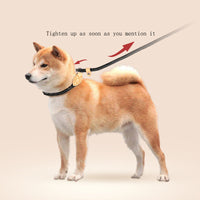 HKM-3803581 Automatic Tightening Dog Leash with P Rope Collar for Blast Race Level Training