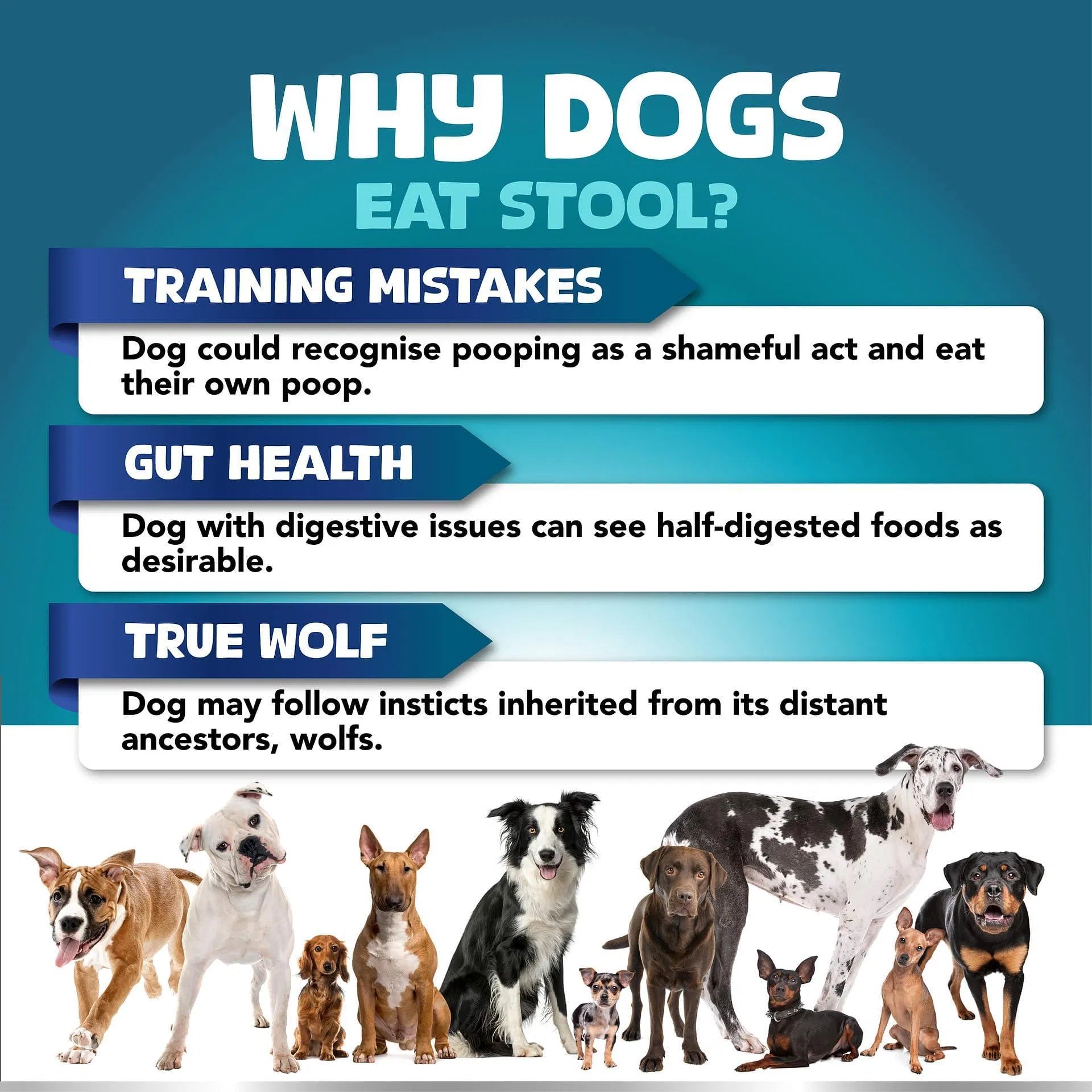 HKM-3829181 No Poo Chews for Dogs - Digestive and Gut Health Supplement, Soft Chews to Discourage Stool Eating, 180 Count