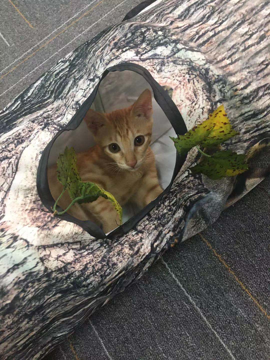 HKM-3893949 Creative Tree Pattern Cat Tunnel - 150cm Polyester Cloth with Three Channels for Cats and Dogs