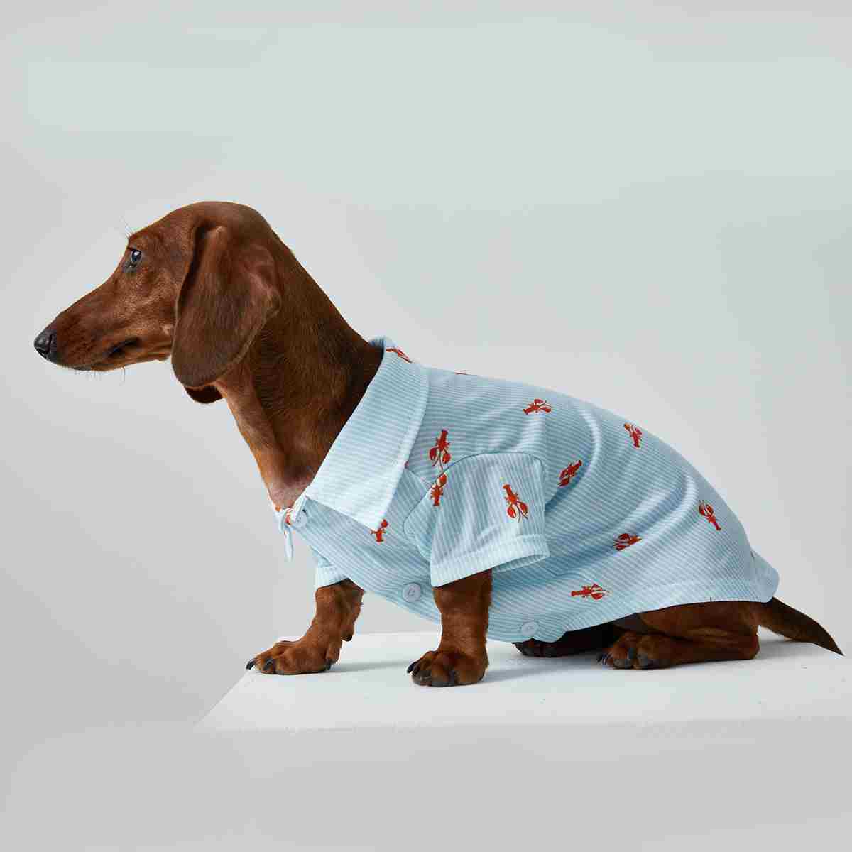 HKM-3926205 Pet Shirt for Small Dogs and Cats - Soft Fabric, Blue and Light Blue Options, Multiple Sizes Available