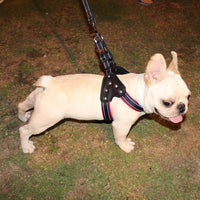 HKM-4002493 Reflective Rhinestone Pet Traction Sleeve with Nylon Strap - Available in Multiple Colors