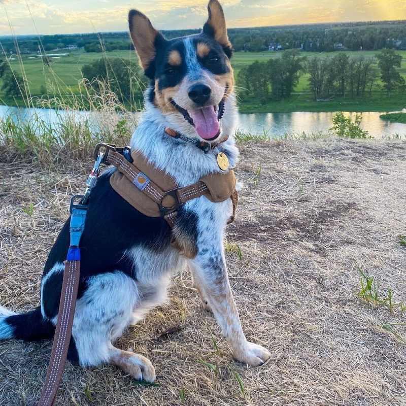 HKM-4095037 Chest Strap Dog Safety Training Belt with Reflective Hand Holding Rope - Size M, L, XL