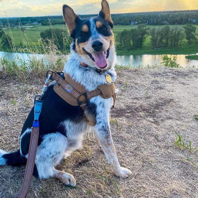 HKM-4095037 Chest Strap Dog Safety Training Belt with Reflective Hand Holding Rope - Size M, L, XL