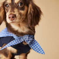HKM-4096829 Sailor Collar Sleeveless Vest for Schnauzer, Bichon, Yorkshire, and Sausage Dogs in Dark Blue and Beige