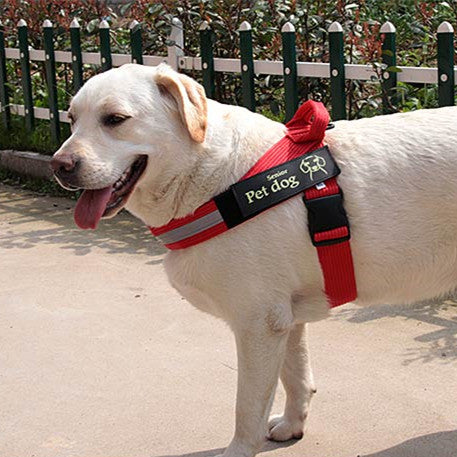 HKM-4141373 Dog Walking Chain Leash with Nylon Chest Harness for Medium and Large Dogs