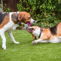 HKM-4211645 Cotton Rope Double Knot Ball Dog Toy for Tooth Cleaning and Chewing