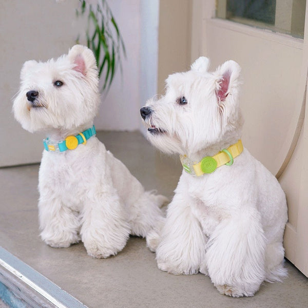 HKM-4262845 Durable Nylon Dog Collar and Hand-Holding Rope in Multiple Colors