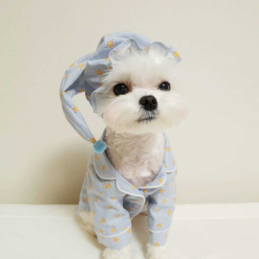 HKM-4294205 Cozy Cotton Dog Pajama Set with Hat in Blue Star and Pink Star Designs
