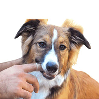 HKM-4301245 Soft Silicone Pet Finger Toothbrush for Effective Stain Removal and Gum Care with Case