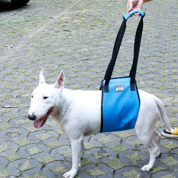 HKM-4302653 Dog Leg Injury Protection Walking Belt - Oxford Cloth & Mesh - Size S, M, L, XL - Blue & Gray Options