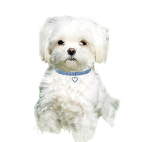 HKM-4349629 Rhinestone Dog Necklace in Copper with Silver Plating - Available in S/M/L Sizes