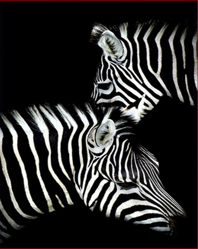 HKM-440275 Digital Zebra Oil Painting DIY Kit - Color Art Canvas for Adults (40x50, 50x65, 60x75)