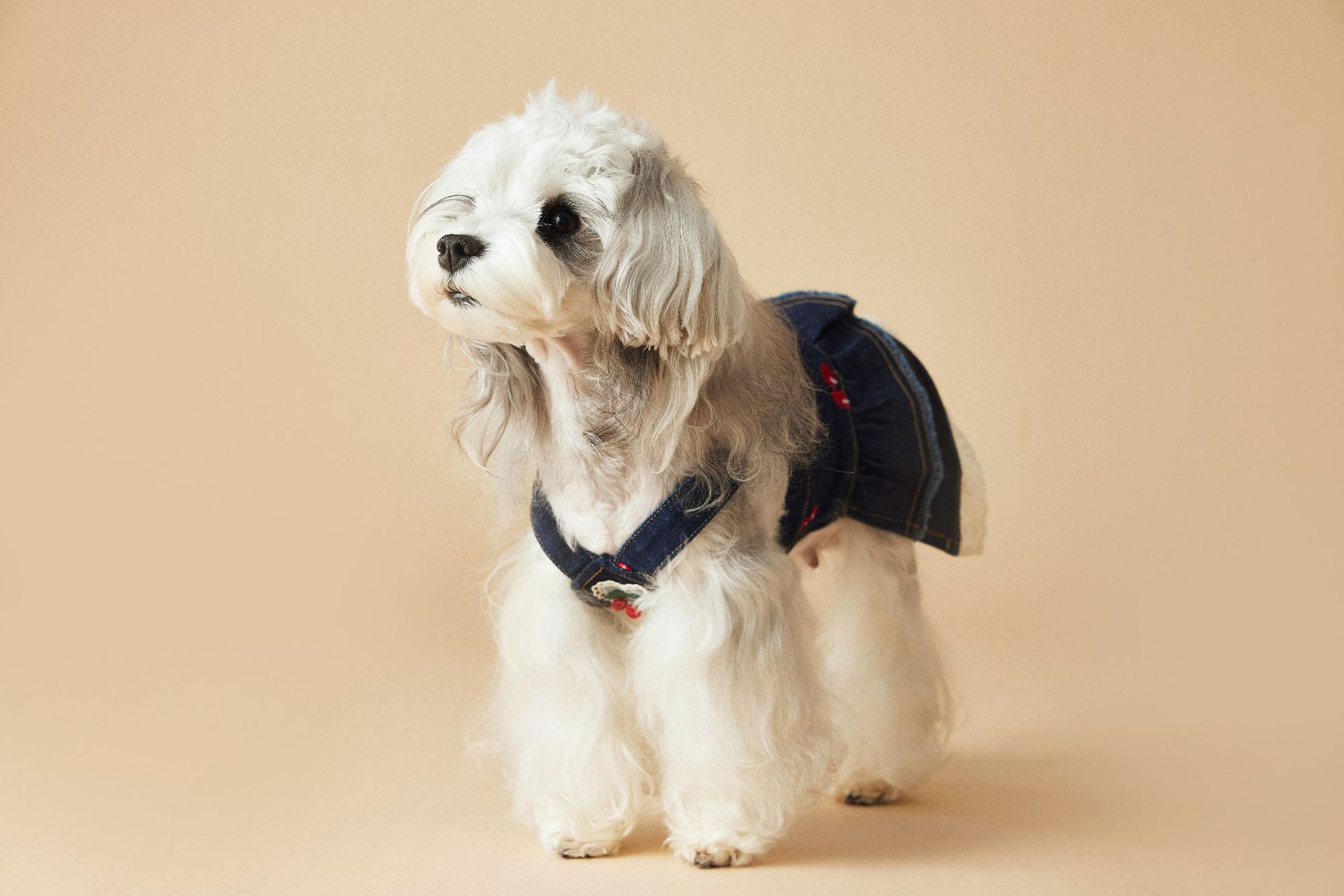 HKM-4411965 Cherry Denim Dress for Dogs - Casual Navy Blue Pet Clothing in Multiple Sizes (XS-XXL)