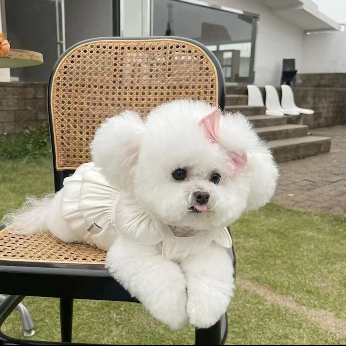 HKM-4444733 Breathe Easy with the Streamer Gauze Skirt for Teddy and Bichon Dogs & Cats