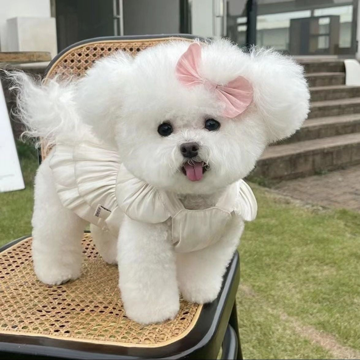 HKM-4444733 Breathe Easy with the Streamer Gauze Skirt for Teddy and Bichon Dogs & Cats