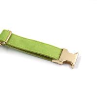 HKM-4497981 Cross-border Matcha Green Velvet Dog Collar with Gold Buckle, Scalable Sizes XS-XL