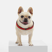 HKM-4510781 Pet Leather Chest Strap for Small Dogs in Multiple Colors
