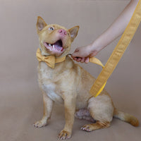 HKM-4513469 Adjustable Yellow Velvet Dog Collar - Comfortable Polyester Pet Accessory