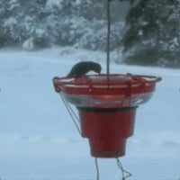 HKM-4523197 Hummingbird Feeder Heater with 15W Bulb for Winter Protection - Easy to Attach and Efficient Warmth