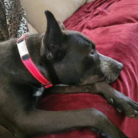 HKM-4534589 Adjustable Cloth Dog Collar in Multiple Colors