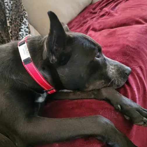 HKM-4534589 Adjustable Cloth Dog Collar in Multiple Colors