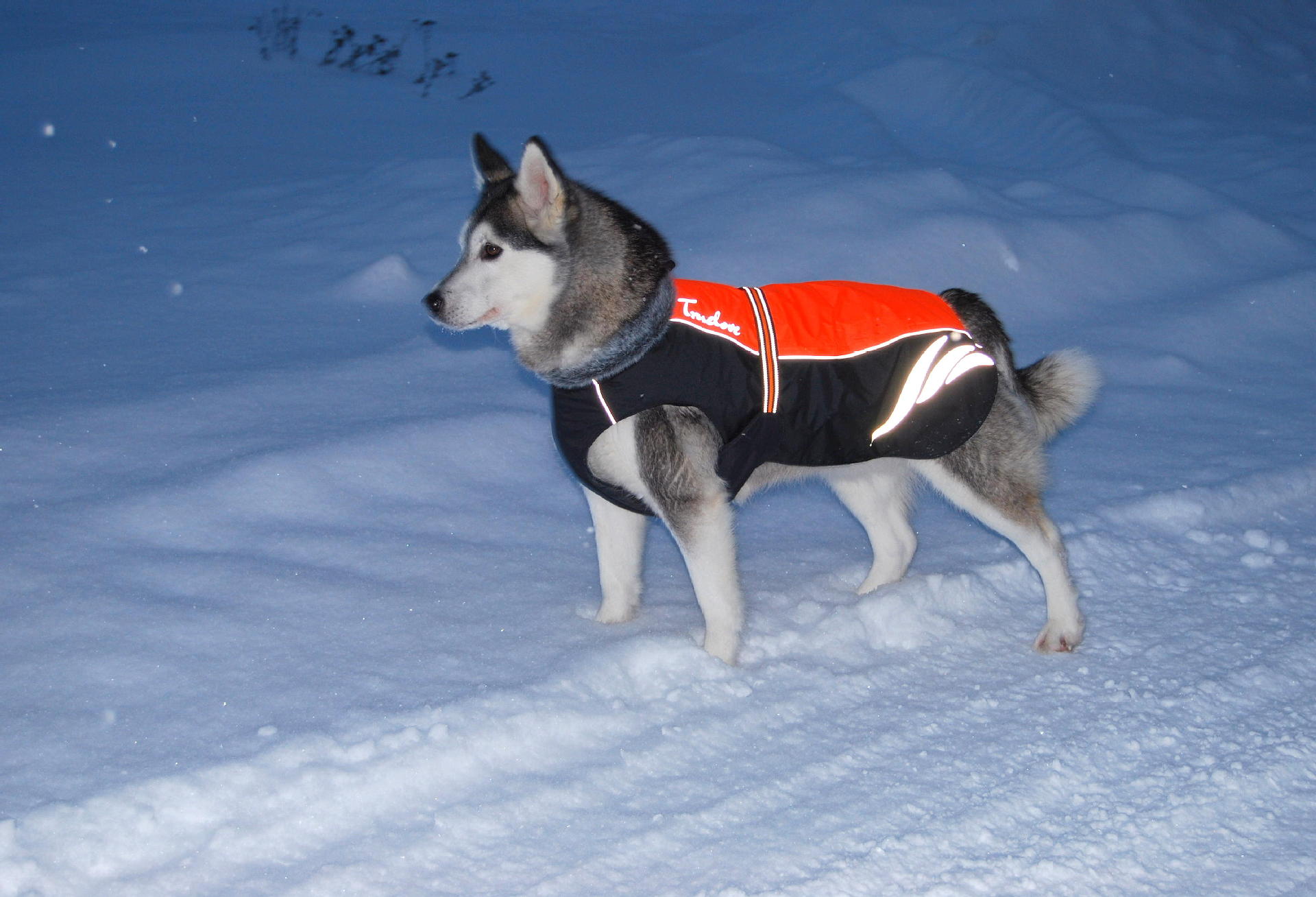 HKM-4549821 Winter Warm Pellet Down Jacket for Dogs – Waterproof and Flame-Retardant Vest in Black, Green, and Orange