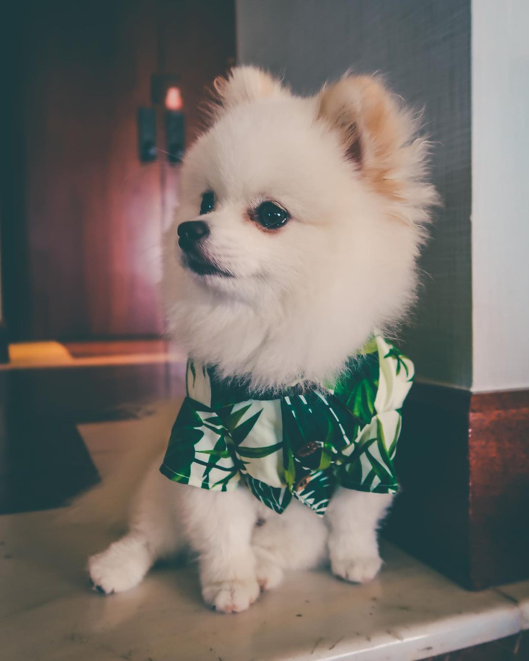 HKM-4585149 Corgi & Shiba Dog Shirt in Green Leaf, Banana, & Denim - Sizes S to 2XL
