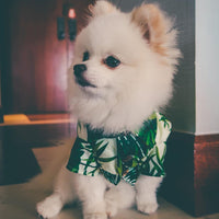 HKM-4585149 Corgi & Shiba Dog Shirt in Green Leaf, Banana, & Denim - Sizes S to 2XL