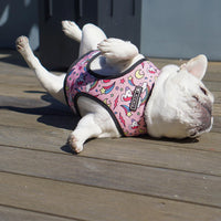 HKM-4603325 Adjustable Polyester Mesh Traction Rope with Chest Strap for Pets - S to XL Sizes Available