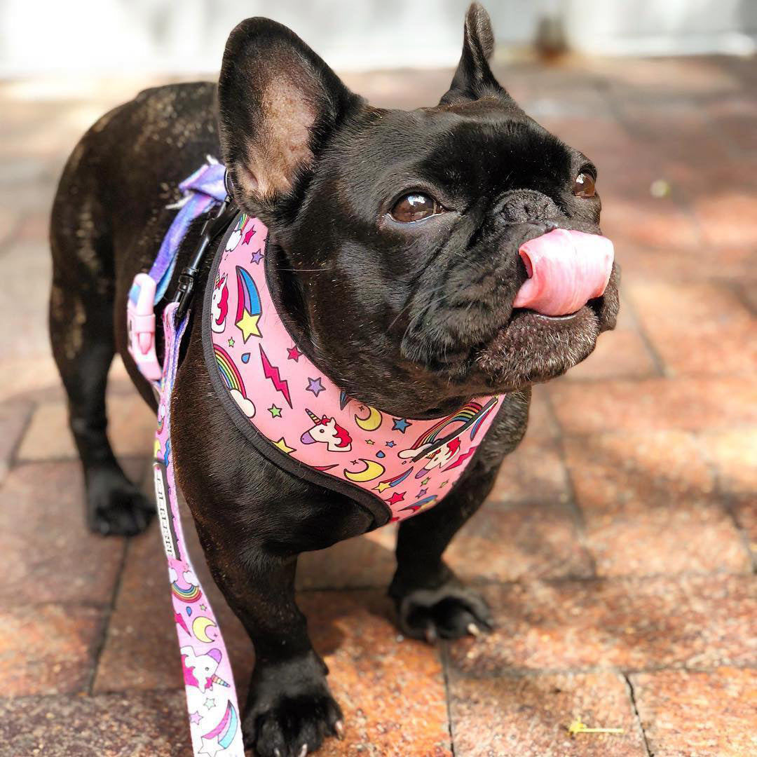 HKM-4603325 Adjustable Polyester Mesh Traction Rope with Chest Strap for Pets - S to XL Sizes Available