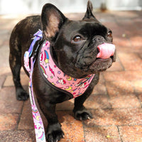 HKM-4603325 Adjustable Polyester Mesh Traction Rope with Chest Strap for Pets - S to XL Sizes Available