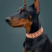 HKM-4623293 Stylish Rivet Leather Dog Collar for Small to Large Breeds
