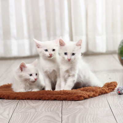 HKM-4648509 Hemp Cat Scratch Board with Plush Surface - 48 x 31 cm Teaser Toy