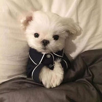 HKM-4667965 Casual Summer Dog Pajamas for All Breeds - Lightweight and Comfortable Sleepwear