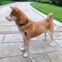 HKM-4740669 Dog Leash with Hand-Holding Rope for Small to Medium Dogs, Nylon Material, 130CM Long