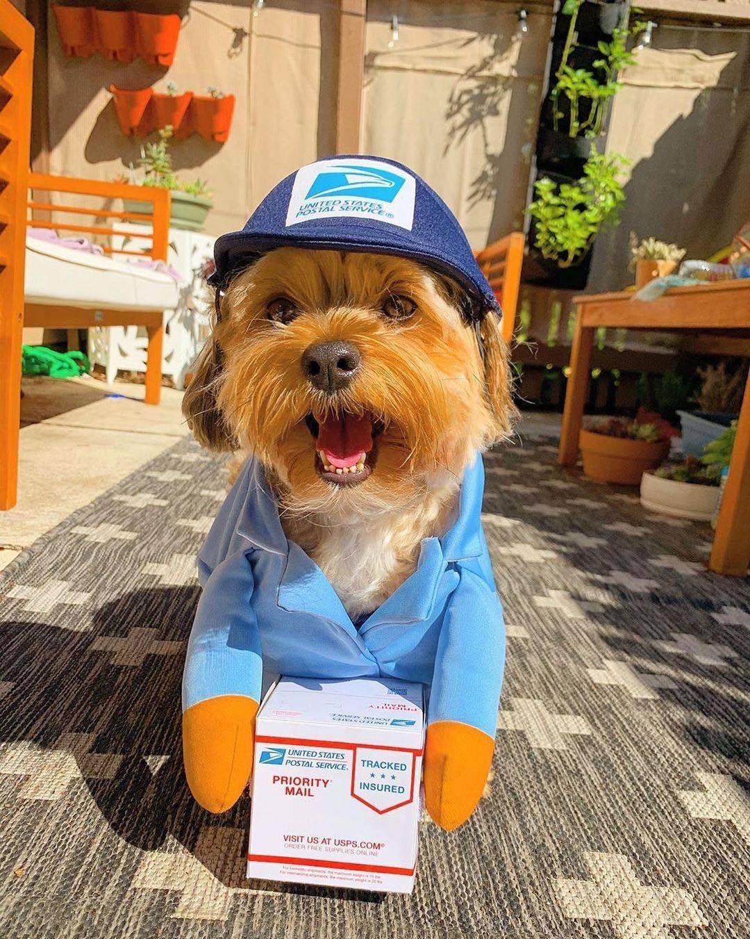 HKM-4745021 Pet Outfit for Dogs and Cats - Express Delivery Design in Brown and Sky Blue, Size S, M, L