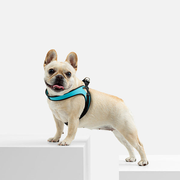 HKM-4794173 Leather Puppy Harness Leash in Multiple Colors and Sizes