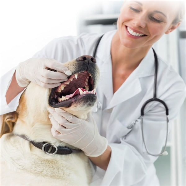 HKM-4912317 Pet Toothpaste for Dogs and Cats - Vanilla & Beef Flavor, 75g, Gentle Oral Care & Teeth Cleaning